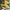 Adidas Casual Sneakers Pria yellow photo 2