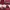 Pull & Bear Streetwear Parka Wanita burgundy photo 5