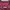 Pull & Bear Streetwear Parka Wanita burgundy photo 3