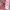 Avirex Vintage Streetwear Casual shirt Pria pink photo 7
