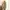 Coach Emo Casual Shoulder bag Wanita brown photo 6