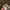 Burberry Y2K Luxury Crop top Wanita gold black photo 3