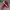 Adidas Sportswear Casual Shoe Pria Red