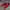 Adidas Sportswear Casual Shoe Pria Red