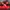 Puma Casual Sandals & slide Kids red photo 1