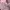 Ed Hardy Streetwear Y2K Hat Wanita pink photo 4
