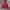 Champion Streetwear Sportswear Hoody Pria burgundy red photo 1