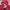 Champion Streetwear Sportswear Hoody Pria burgundy red photo 4