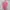 Hazzys Casual Polo shirt Pria pink photo 2