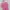 Hazzys Casual Polo shirt Pria pink photo 1