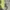 Nike Sportswear Casual Short Pria green photo 2