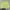 Nike Sportswear Casual Short Pria green photo 3