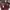 Vintage Shoulder Bag Wanita Burgundy