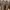 Timberland Streetwear Gorpcore Boots Pria brown photo 3