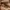 Timberland Streetwear Gorpcore Boots Pria Brown