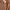 MLB Streetwear Sportswear Windbreaker Pria brown photo 2