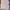 COLORBOX Coquette Crop top Wanita pink photo 1