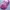 K-Swiss Streetwear Hat Wanita pink photo 1