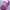 K-Swiss Streetwear Hat Wanita Pink