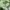 Grunge T-shirt Pria green photo 2
