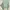 Blouse Batwing kondangan Sage Green photo 1