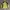 Columbia Gorpcore Track Jacket Pria Yellow