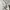 Adidas Casual T-shirt Pria white photo 4