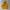 Dickies Streetwear Sweater Pria yellow photo 1