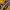 Dickies Streetwear Sweater Pria yellow photo 3
