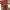 Guess ICONIC Ori