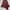 Mididress Fwdaily