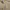 Uniqlo Lolita Casual Skinny jeans Wanita khaki photo 4
