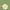 Green Green