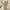 Indah Pratiwi