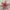 Ayas