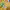 Converse Cosplay Sweatpants & Joggers Wanita cream yellow photo 3
