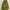 Jaket Parka Wanita Green Hoodie Oversize Serut Pinggang
