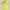 Hazzys Streetwear Y2K Polo shirt Pria yellow