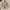 Burberry Vintage Casual Puffer jacket Pria tan
