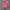 Polo Ralph Lauren Streetwear Polo shirt Pria pink