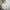 Adidas Streetwear Sportswear Hoody Pria cream