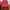 Vintage Pria red
