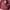 Maroon bag