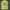 Topi basebal build up mlb oakland athletics
