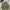 WINDBREAKER JAKET KISS ME CAMOFLAUGE