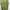 Timberland Casual T-shirt Pria green