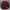 Champion Casual Fleece Pria burgundy